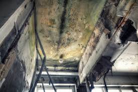 Best Emergency Mold Remediation  in Harb, OR